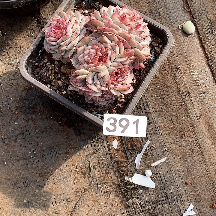 391天鹅绒一物一拍多肉