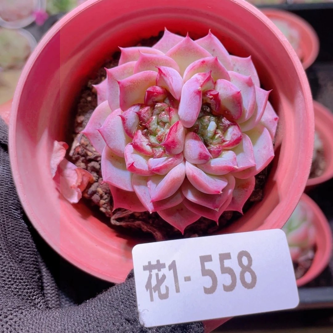 花利美1-558天鹅绒