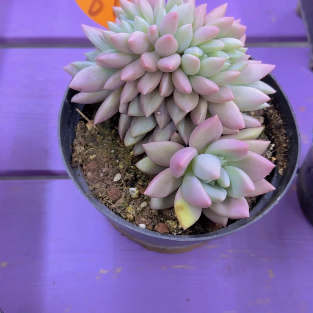 ❤️****872多肉植物一物一拍