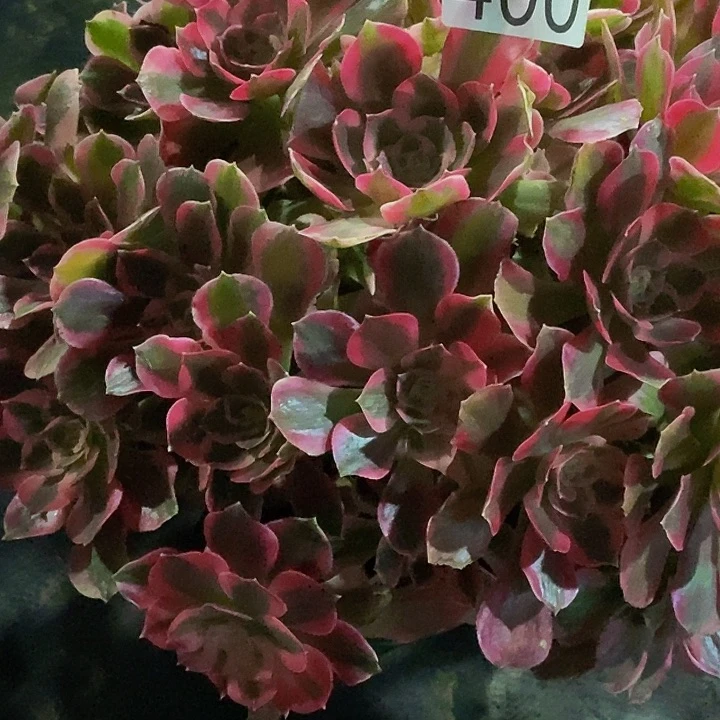 0000000000000004000七彩石