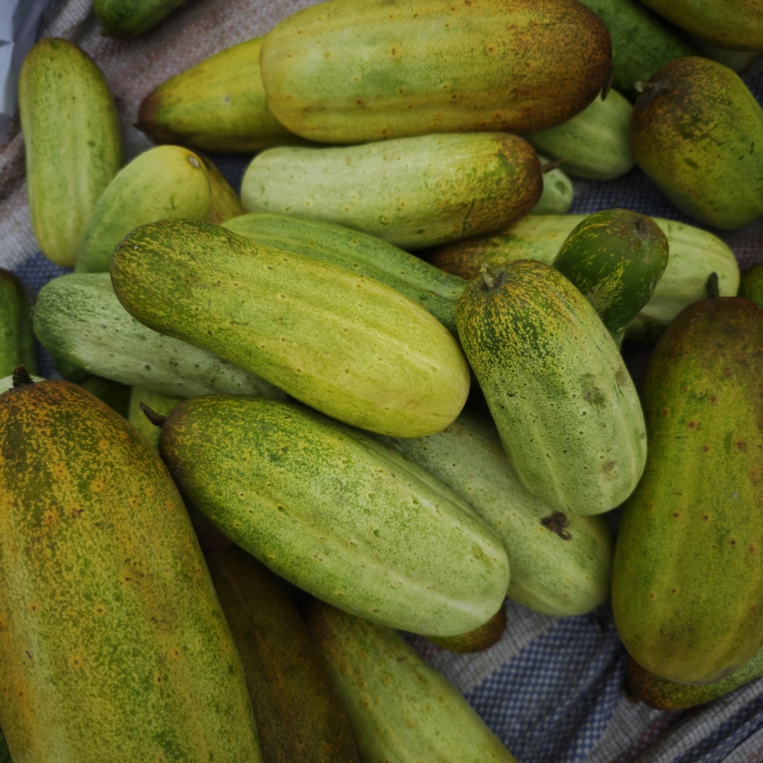 贵州土货 农家自种 老品种 黄瓜