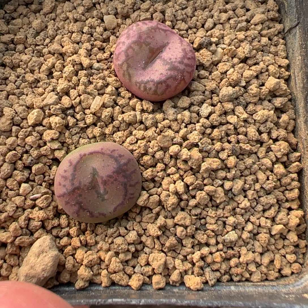12-147毛杂多肉植物