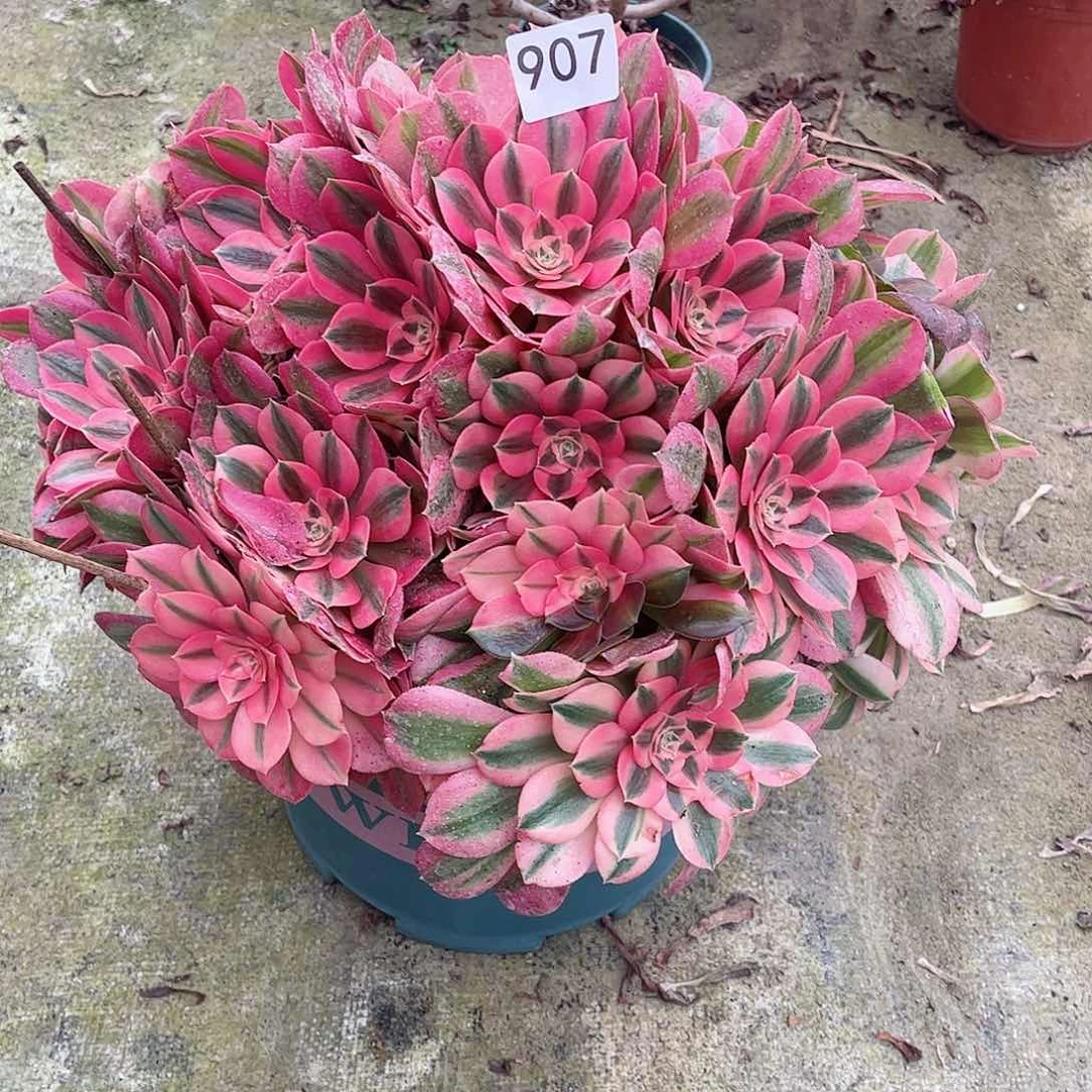 大*多肉植物女巫907多肉