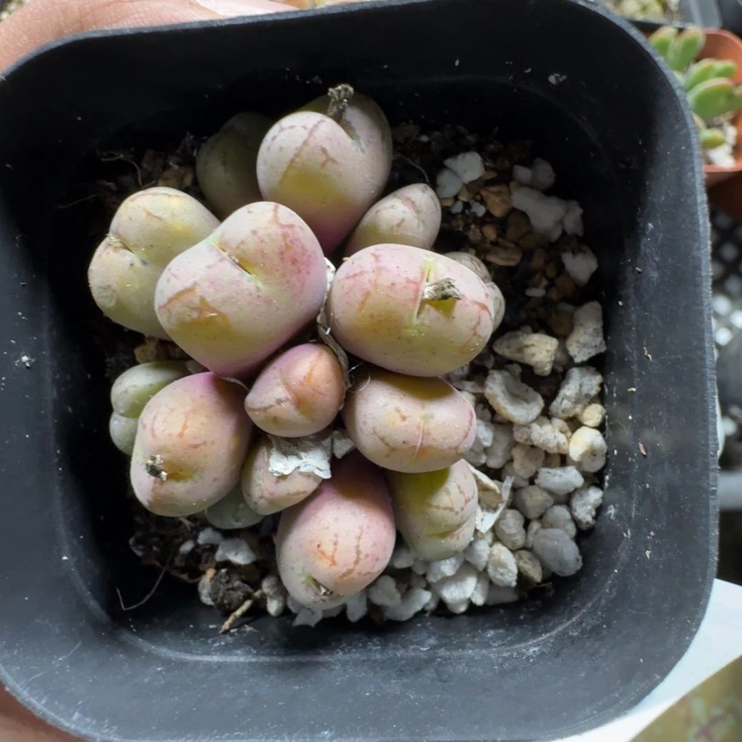 2665。肉锥杂一群