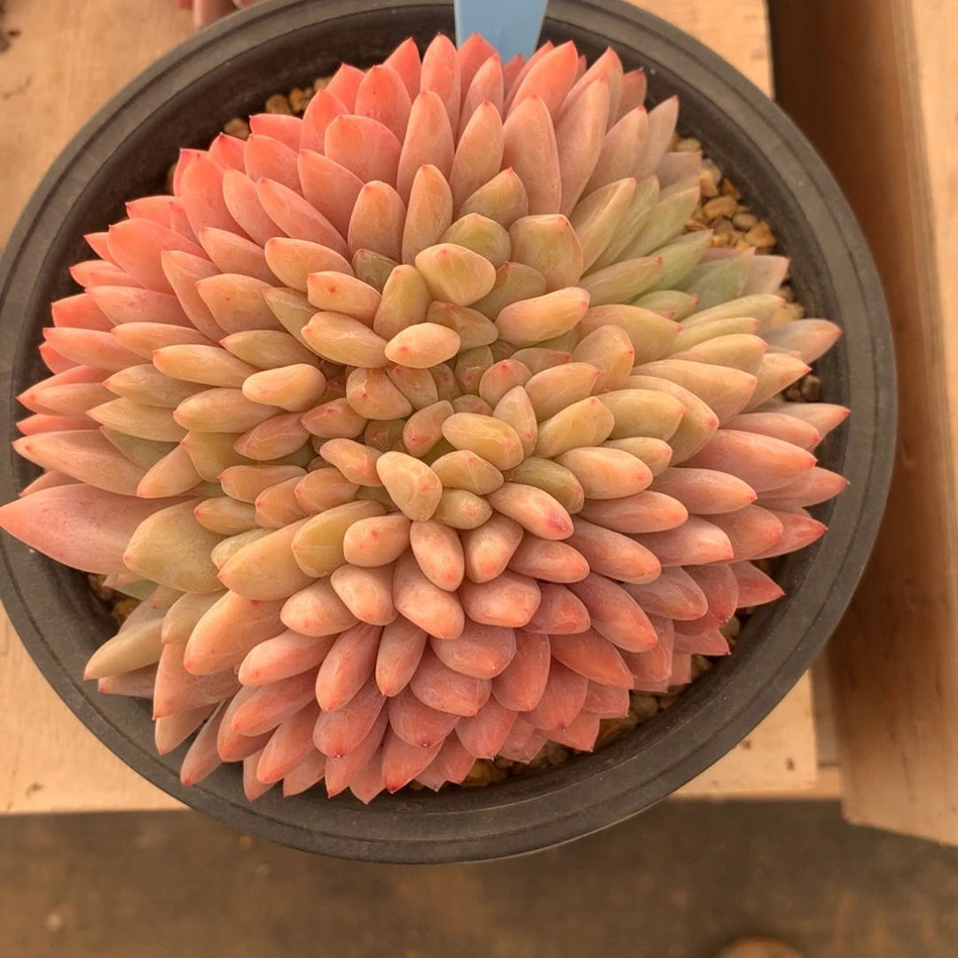 野****350215-16橙子缀