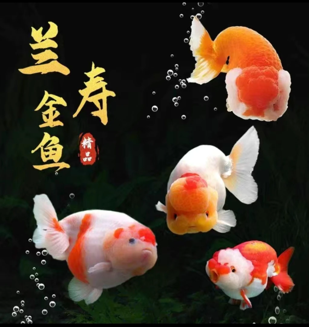 精品冷水兰寿泰狮玛丽红草金鱼