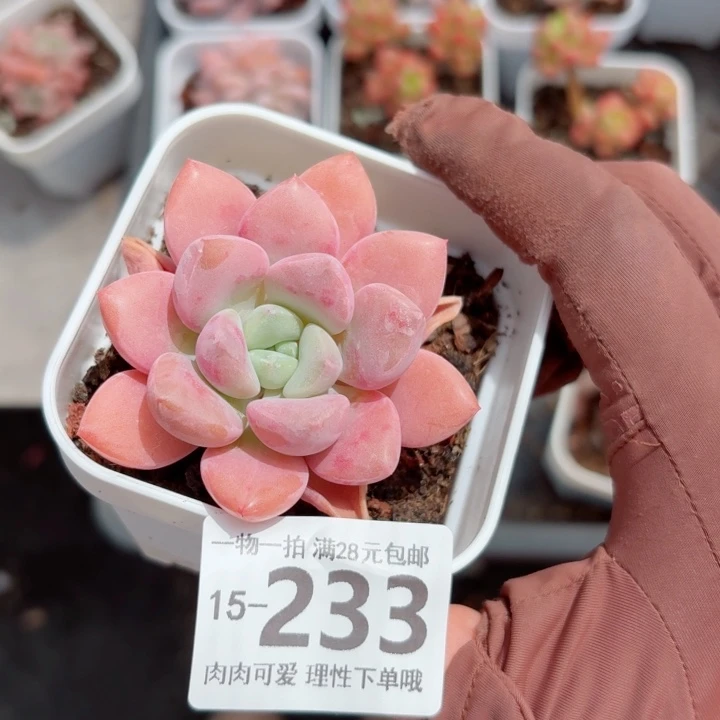 花斑鹿无盆土发货多