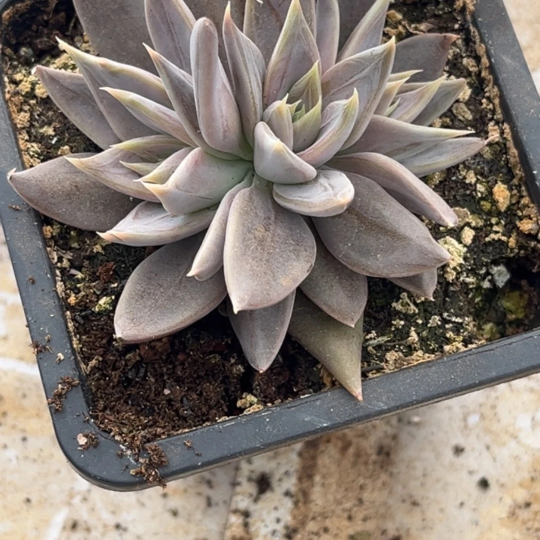 打***死战神小苗多肉植物13