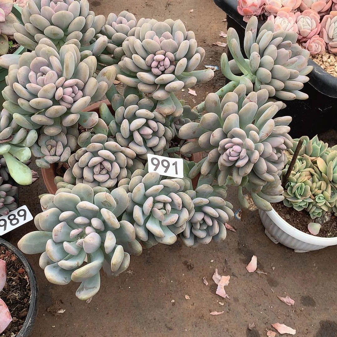 991美人手指一物一拍多肉