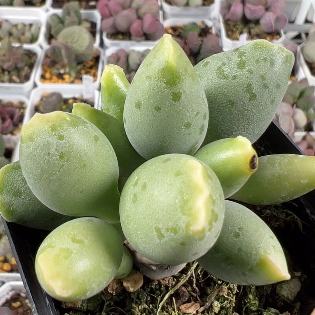 w黄金海豹有干疤特价