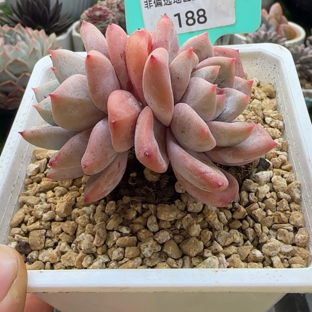 唐二姐多肉编号188