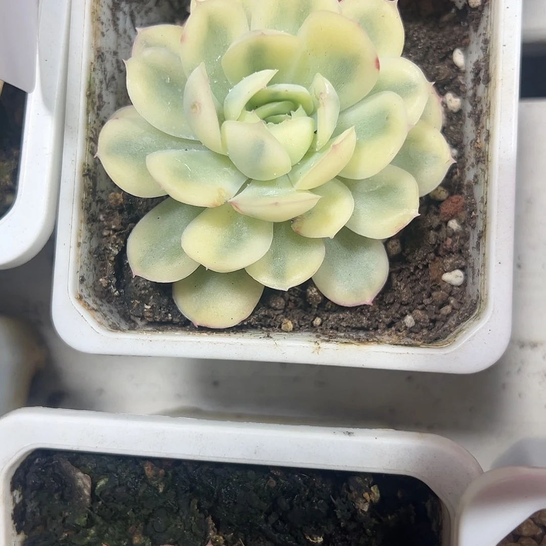 草莓冰锦多肉植物