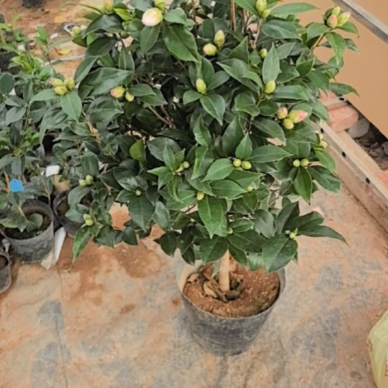 完全开放白五茶花