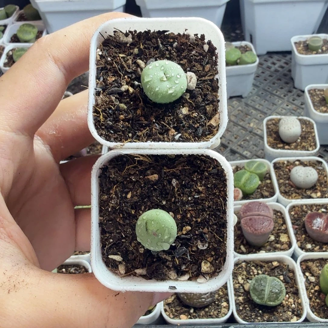 金***金多肉植物和植物等植物278