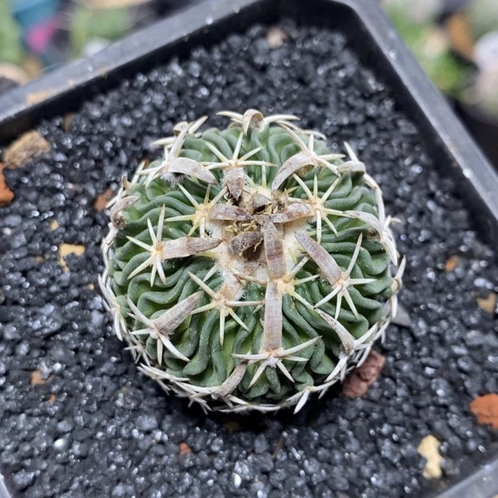 实生太刀岚319号3.8cm