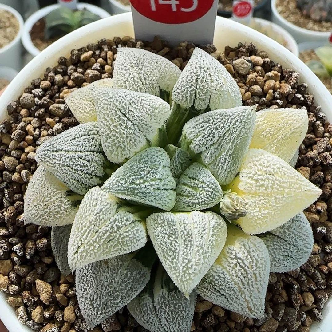 145号荻原磨面锦6.5左右一物一拍带盆土