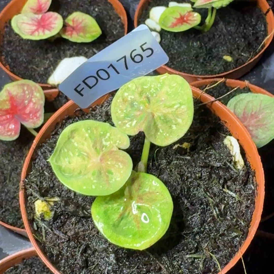 无花朵海王寄养01765