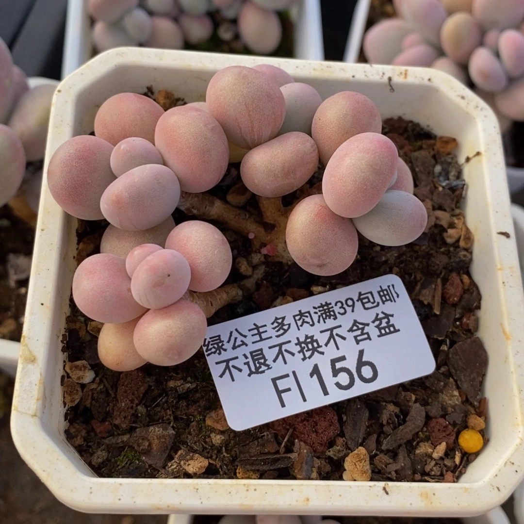 156糖果桃蛋多肉5cm