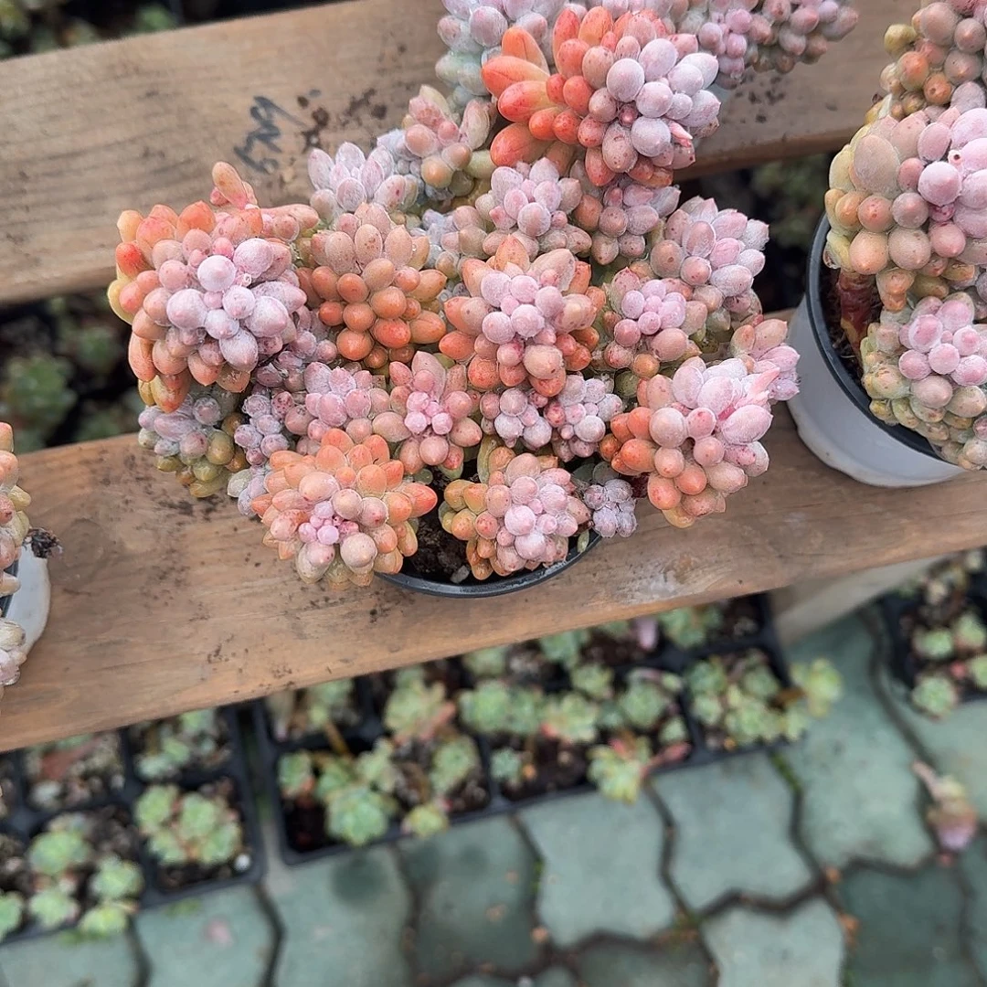 婴儿手指多肉植物精品