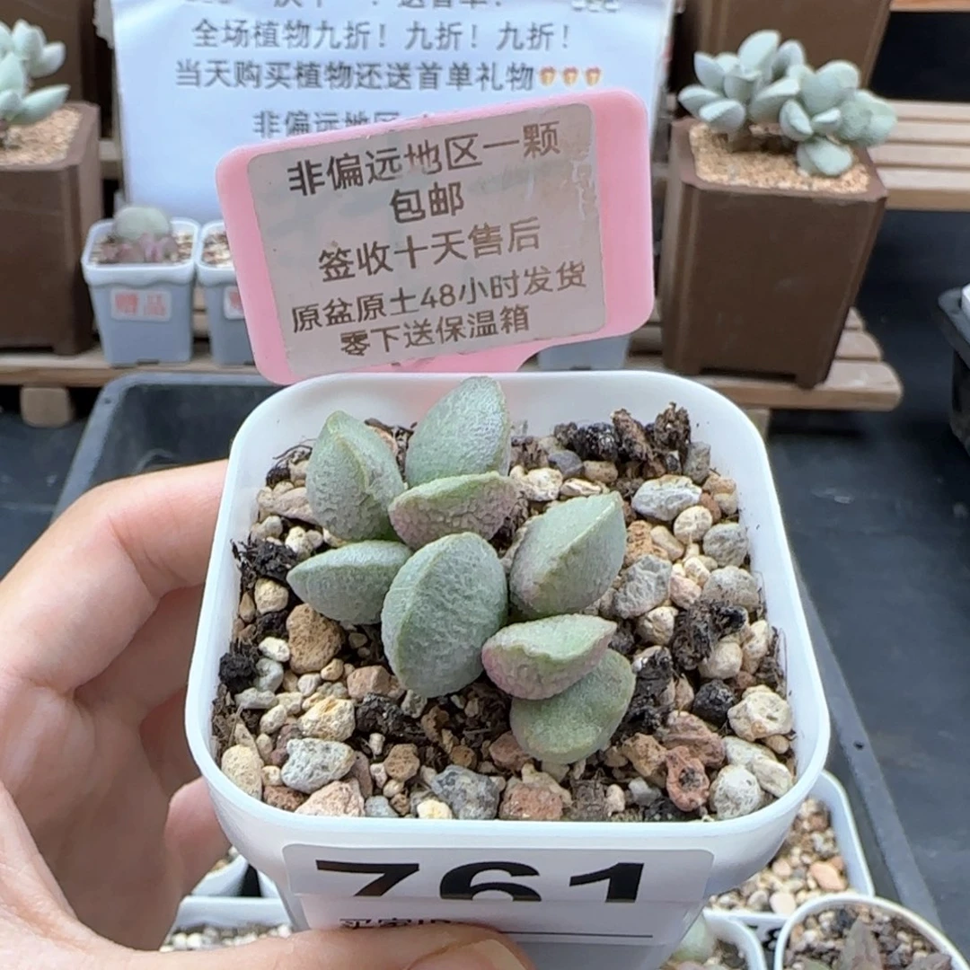 761流萤多肉植物