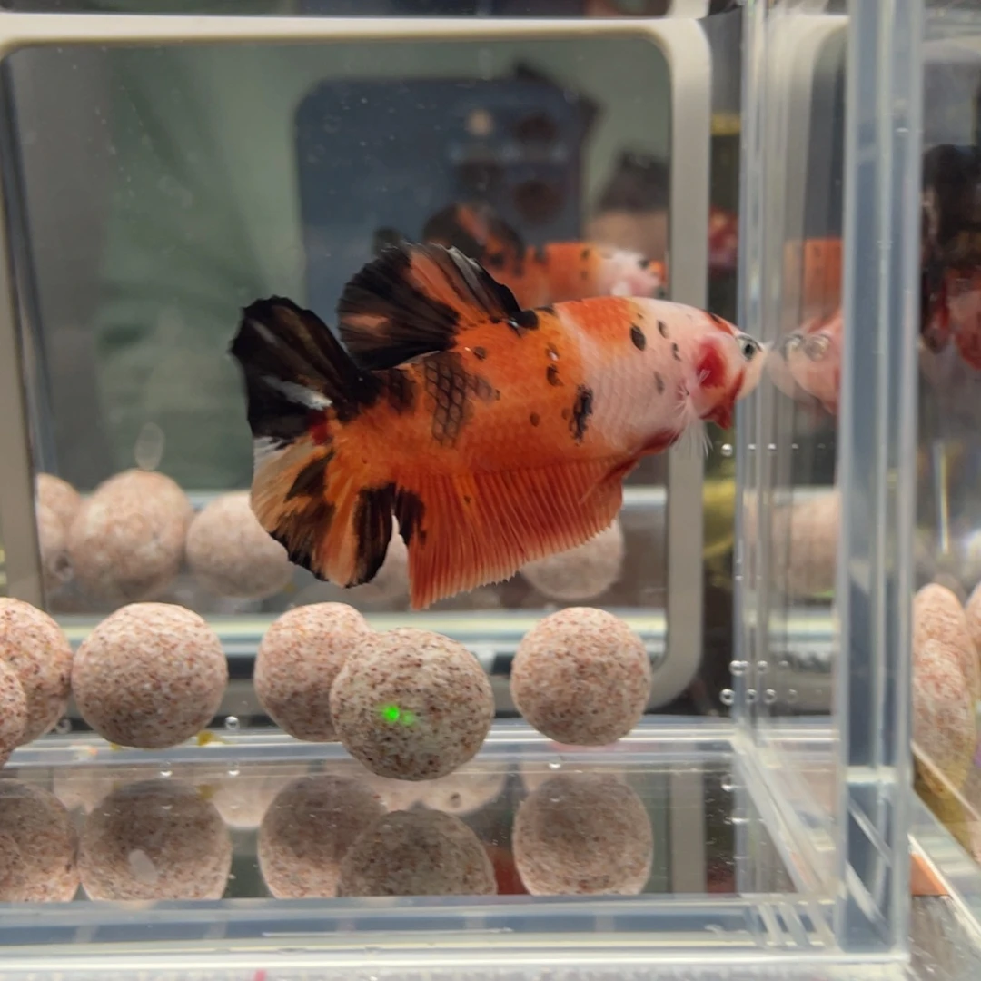 斗鱼12.28 巨斗 109