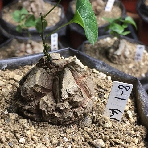 闪8-1南非龟甲龙