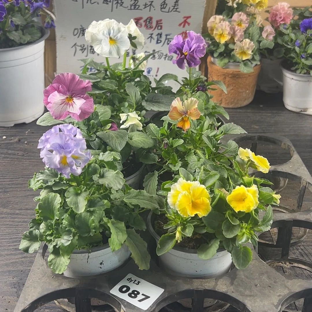 大部分花苞少量开放087号