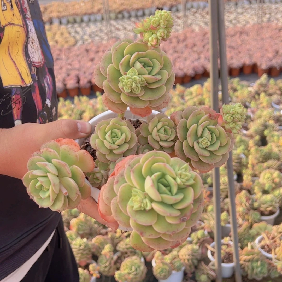 妮可莎娜玫瑰多肉植物