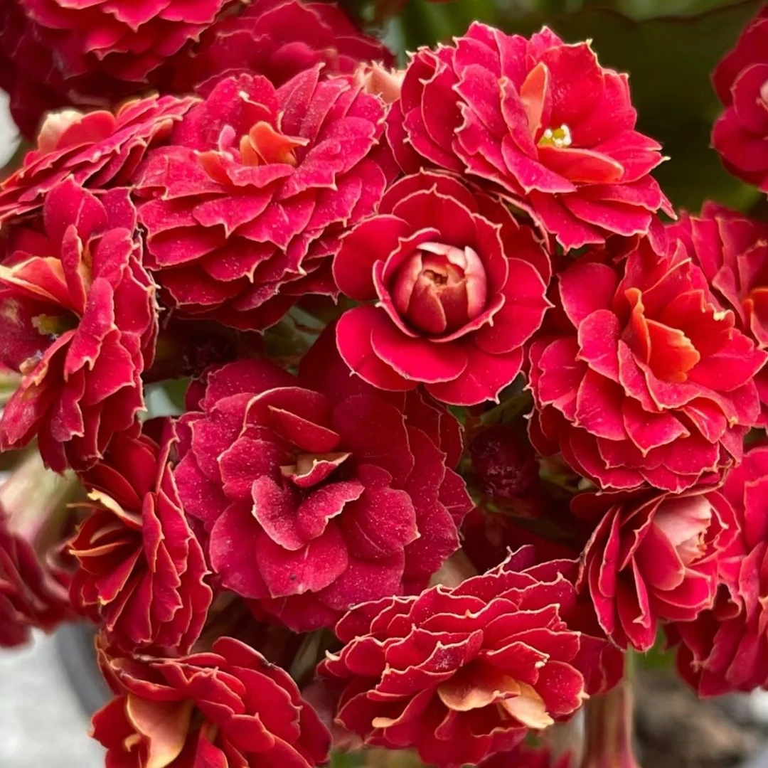 火狐狸 泽家长寿 网红复色母本