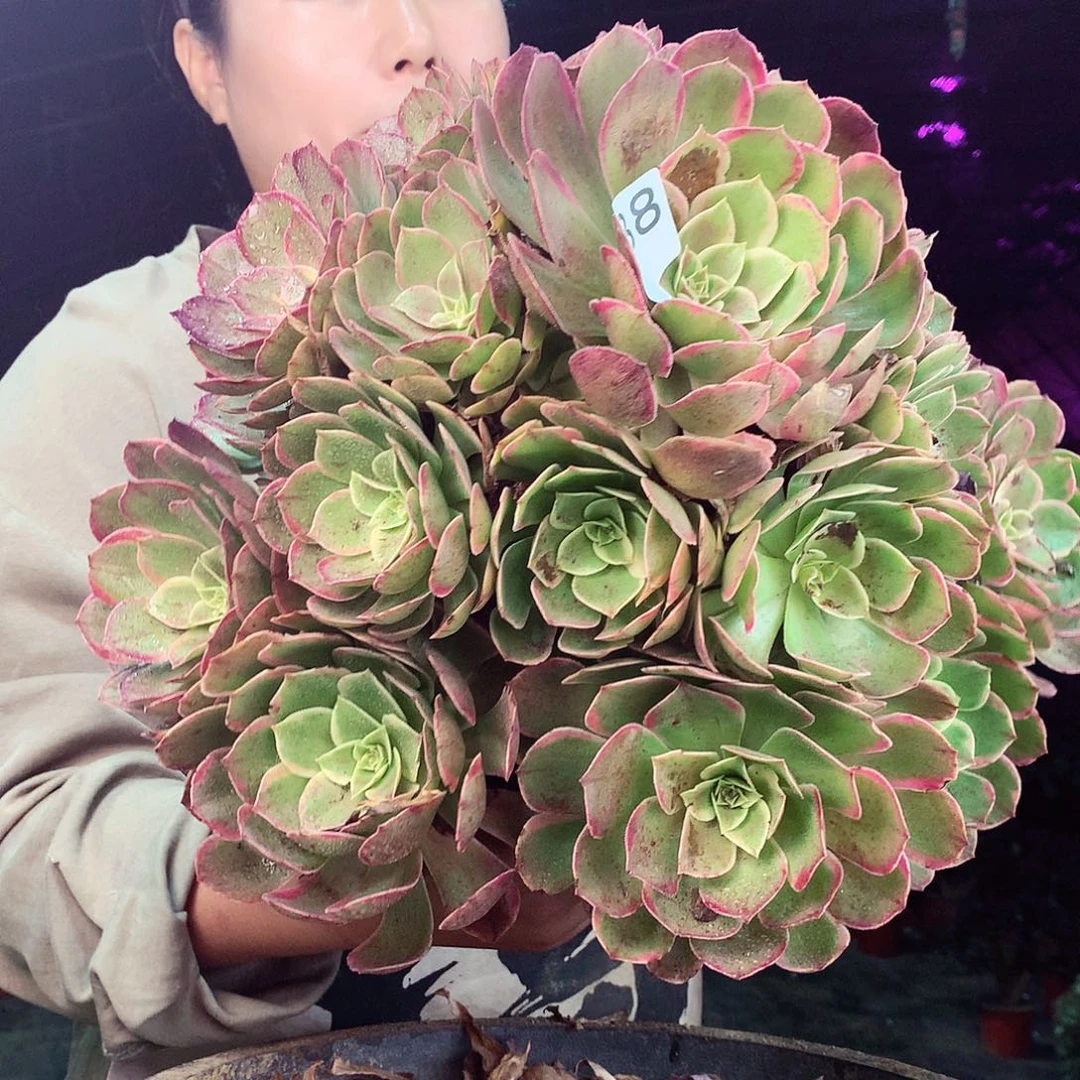 柒柒精品多肉脱土发货不包断侧枝788