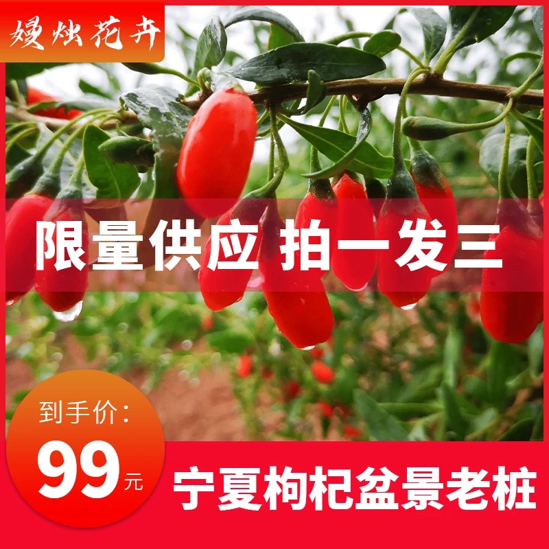【宝藏文创】宁夏枸杞老桩盆景室内外观赏食用地栽盆栽种植直发