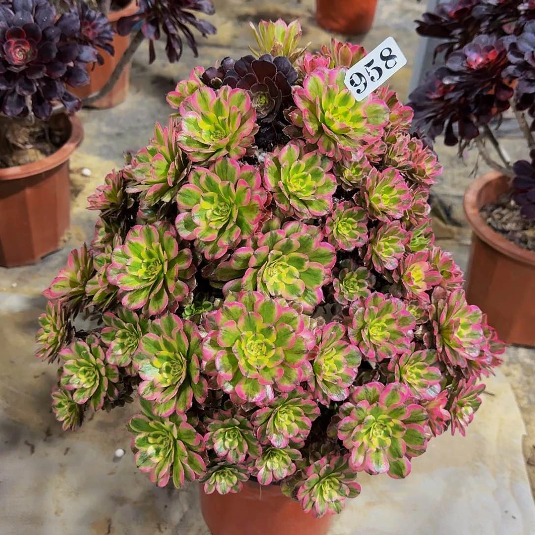 958奥黛丽砍头丛林小朵朵多肉植物