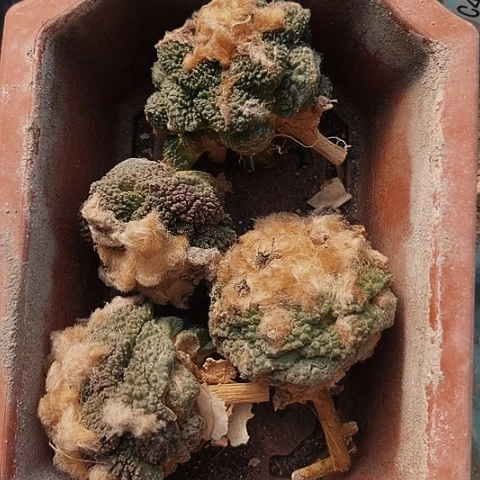 468仙人球无根无根无根