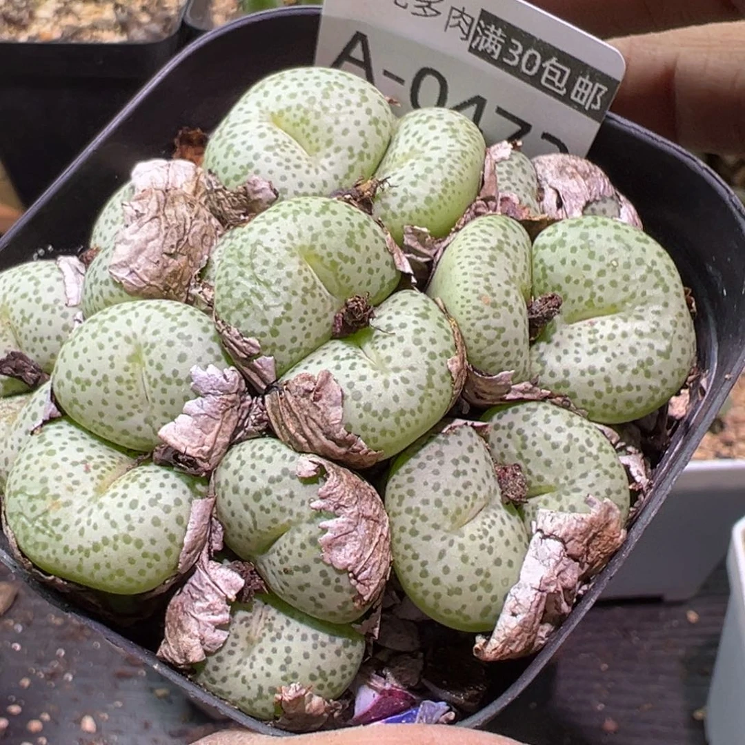 多肉植物11111111111