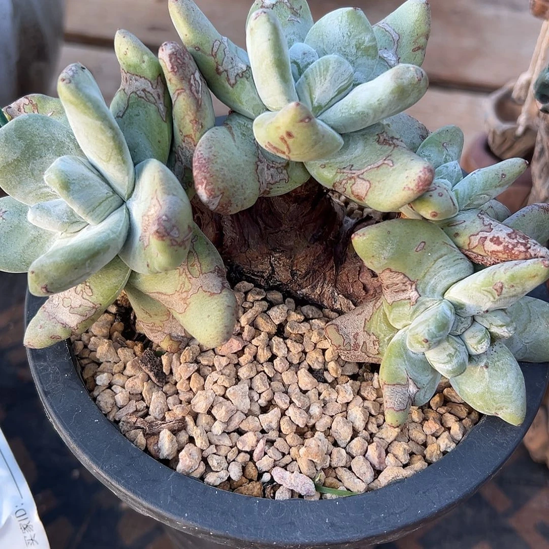 四头拇指一物一拍1213