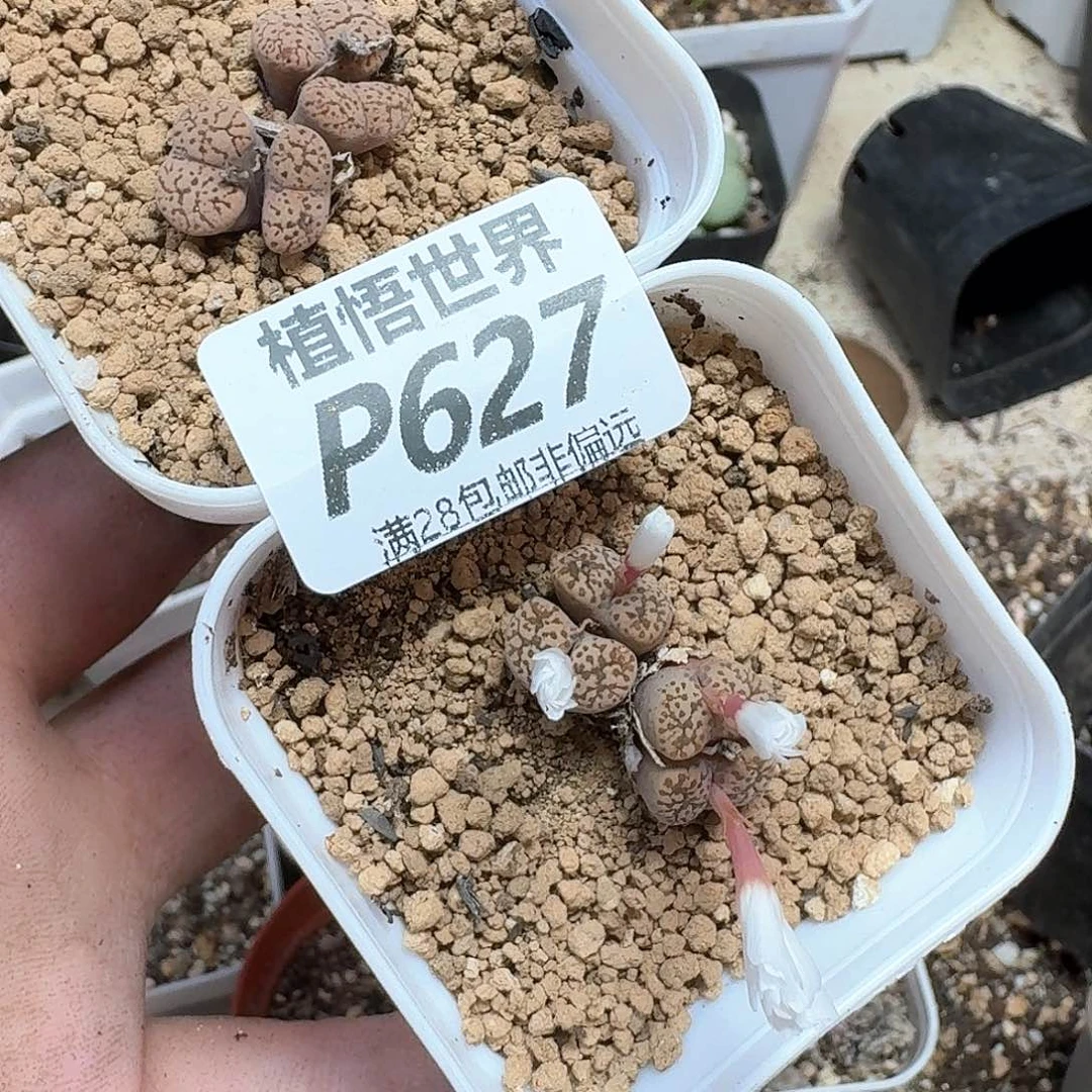多肉植物的润泽发发
