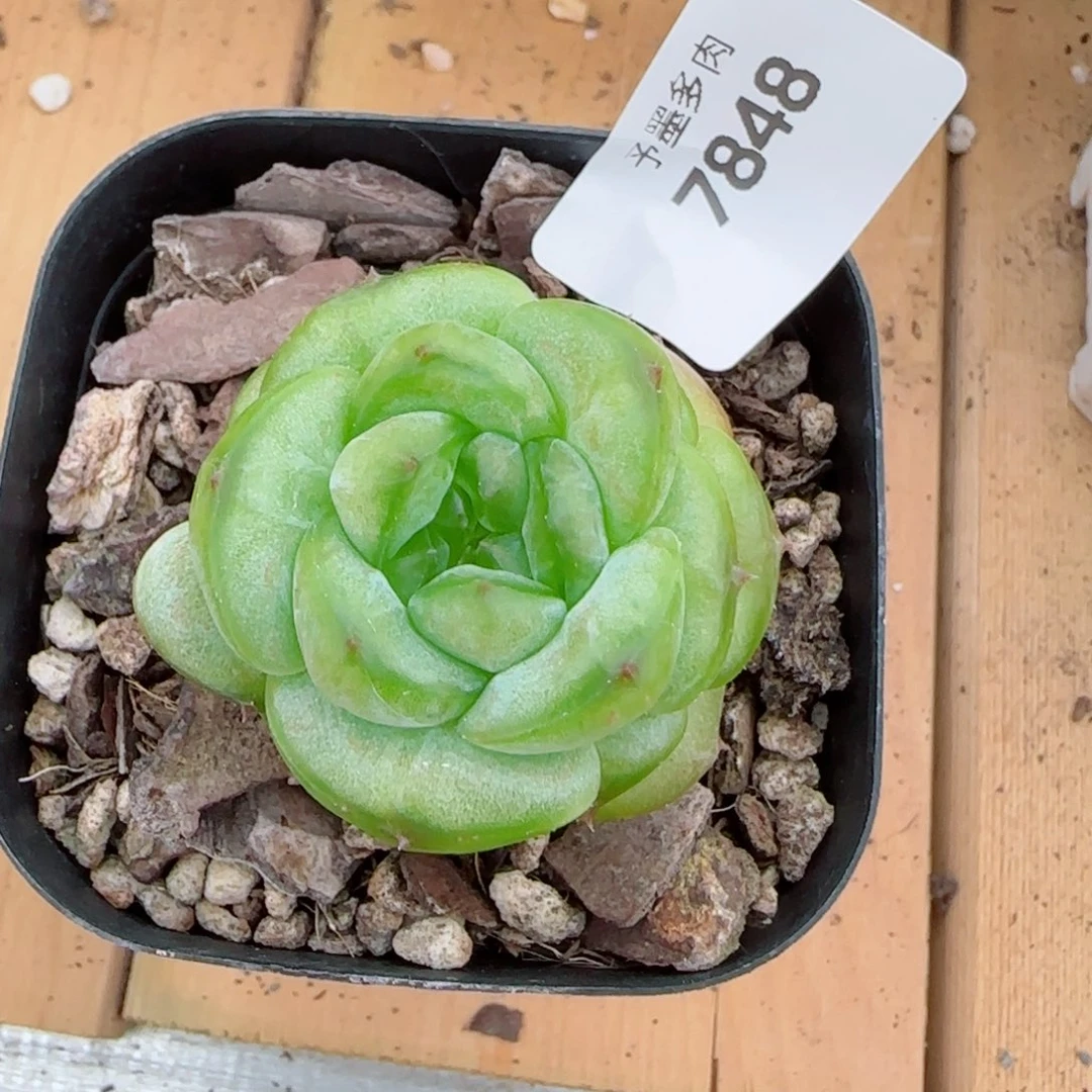 孤品珍妮，7848多肉植物
