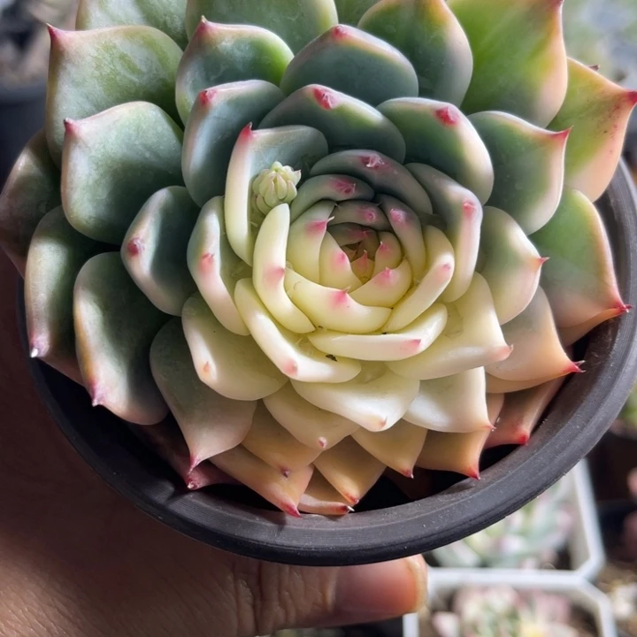 吉娃娃锦多肉植物631