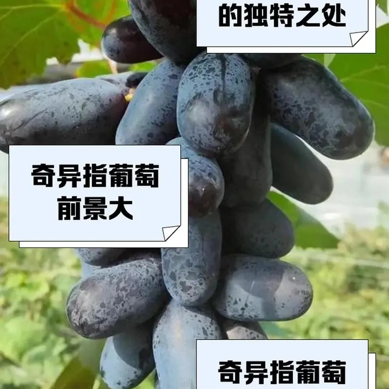 奇异指葡萄苗特惠中