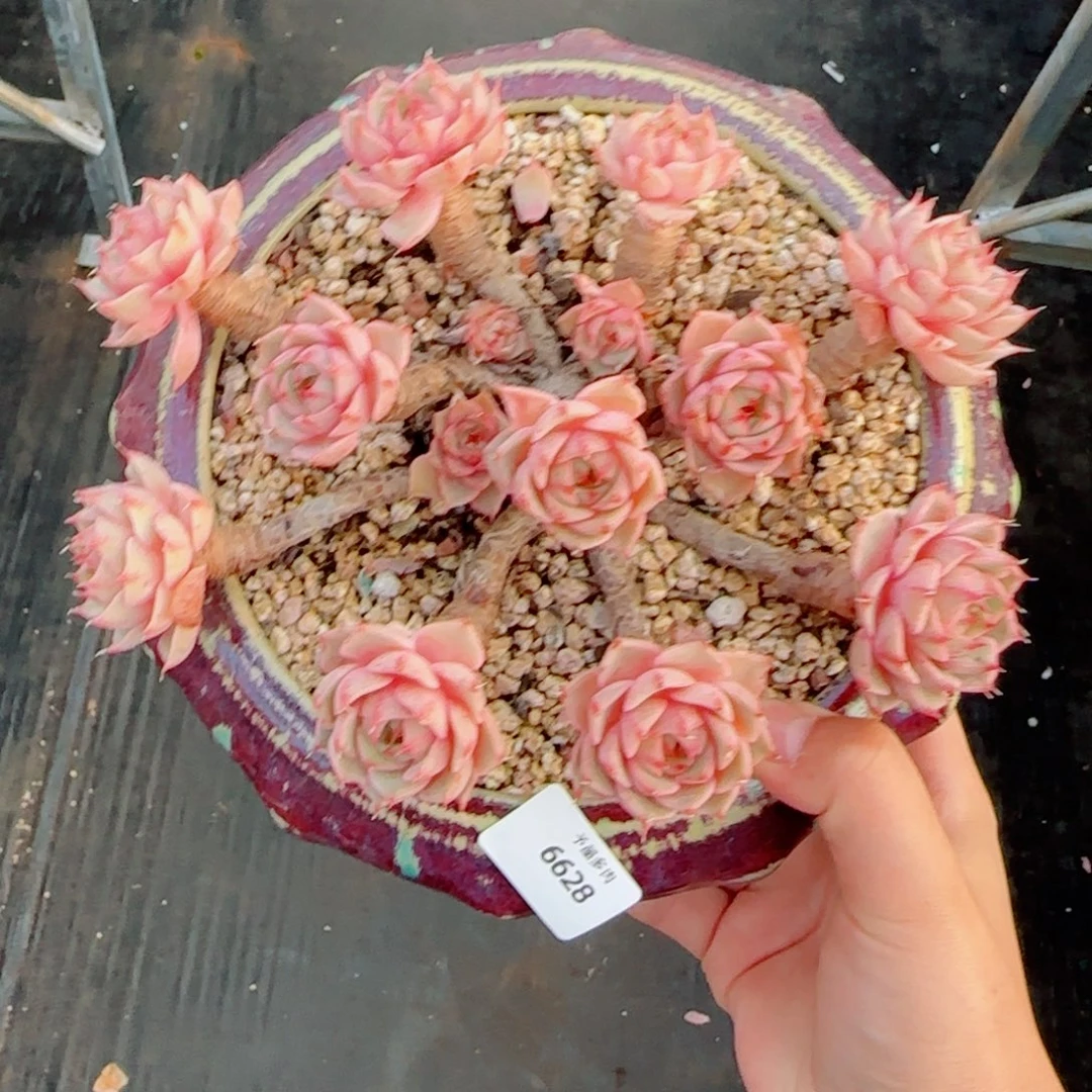 笨吧群，6628多肉植物