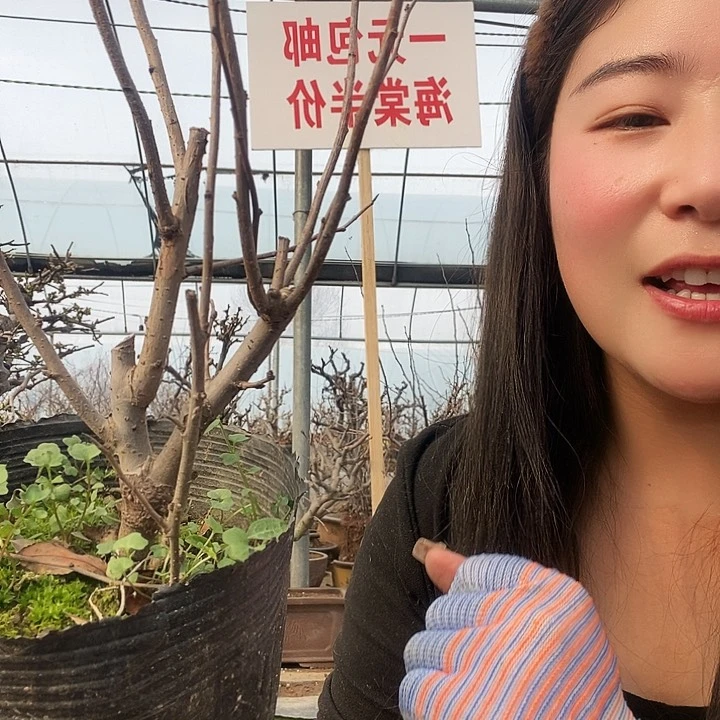 海棠花盛开盛开时节