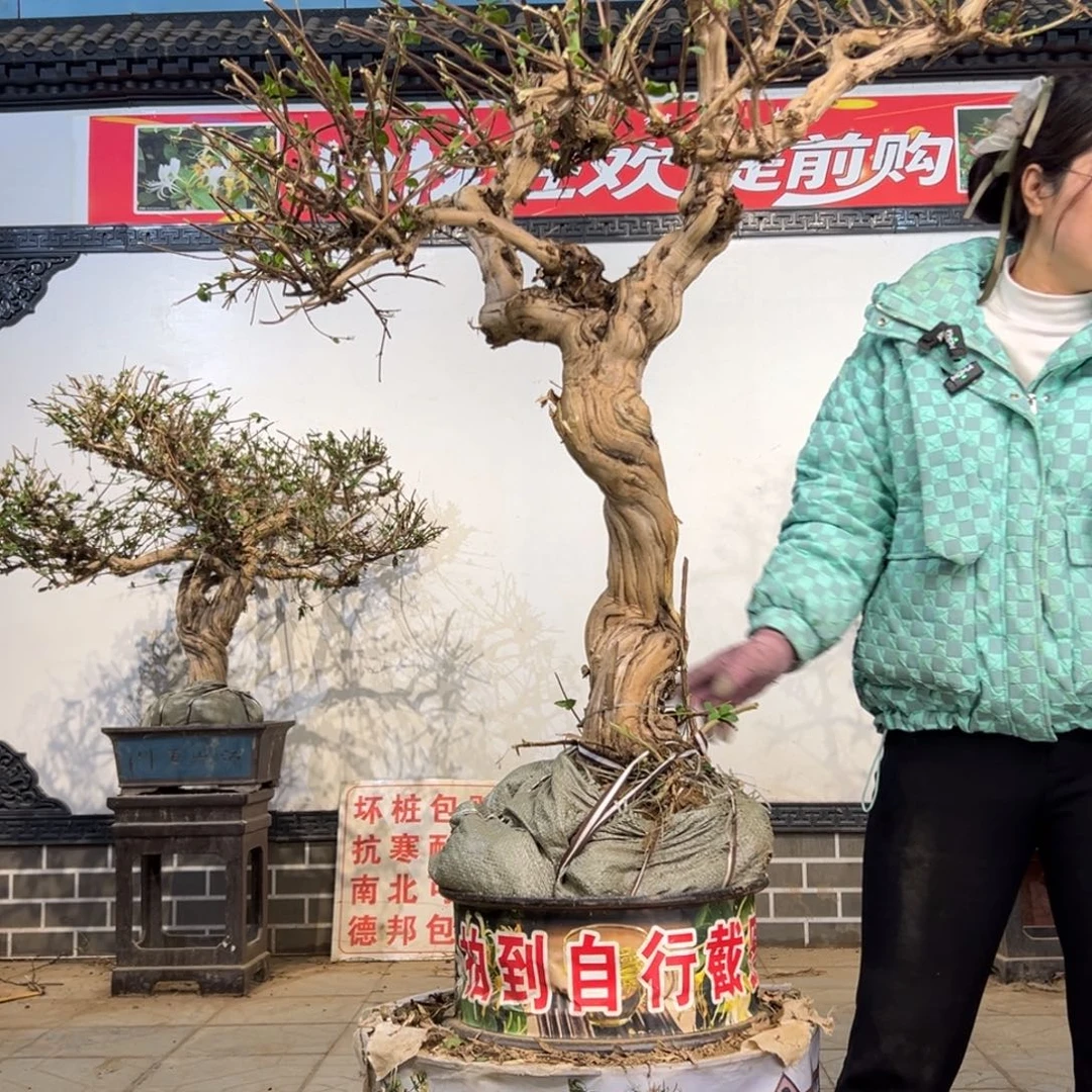 无花朵金银花88888