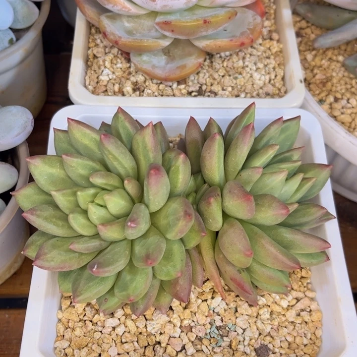 一物一拍，米其林多肉。