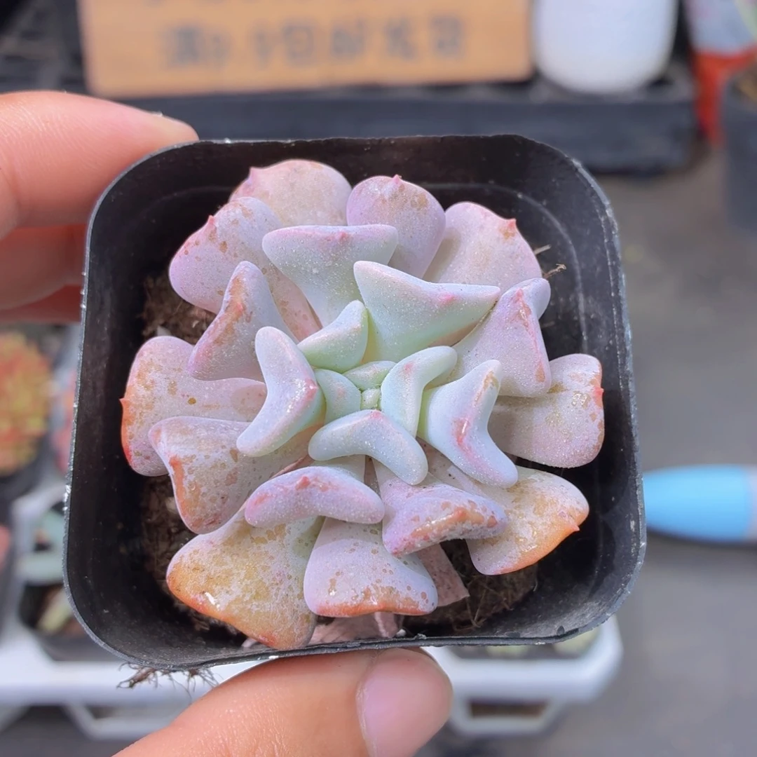 雪精灵多肉9.9包邮发货