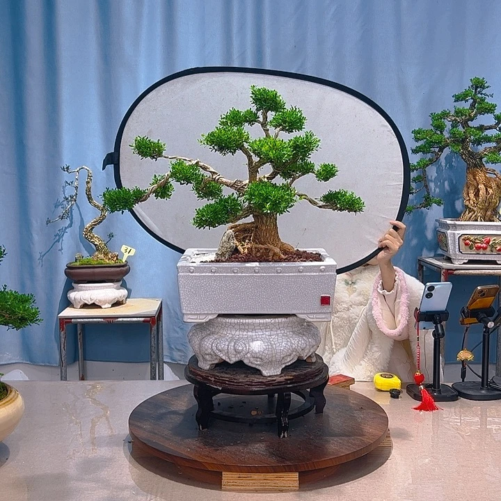 无花朵广东皱皮雀舌黄杨