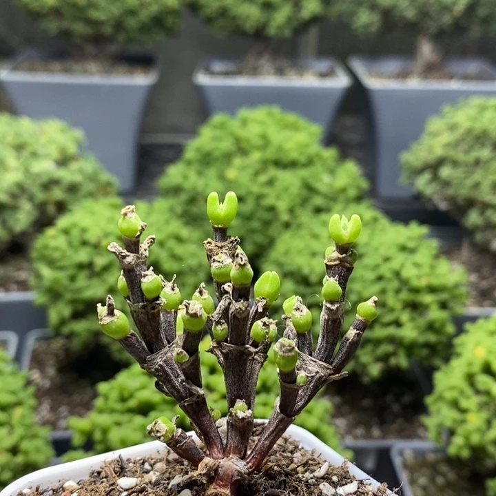枝干兔子7899枝干番杏