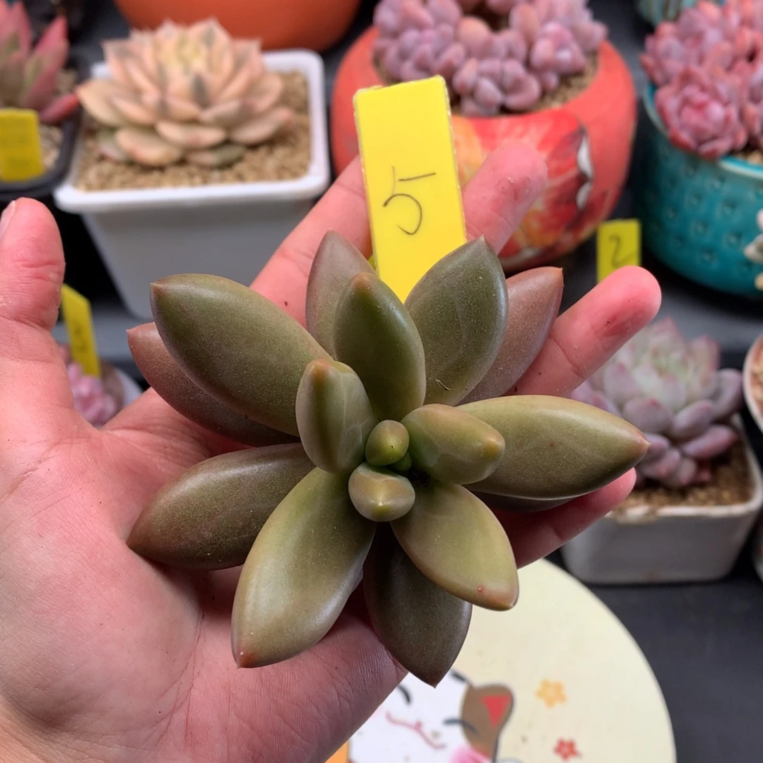 我们家的小姐姐们