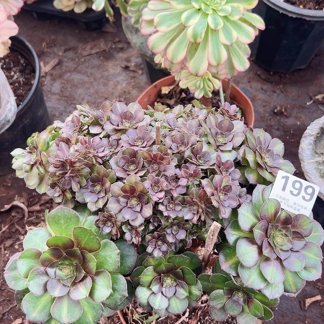 抹茶朵朵缀199多肉植物多肉植物