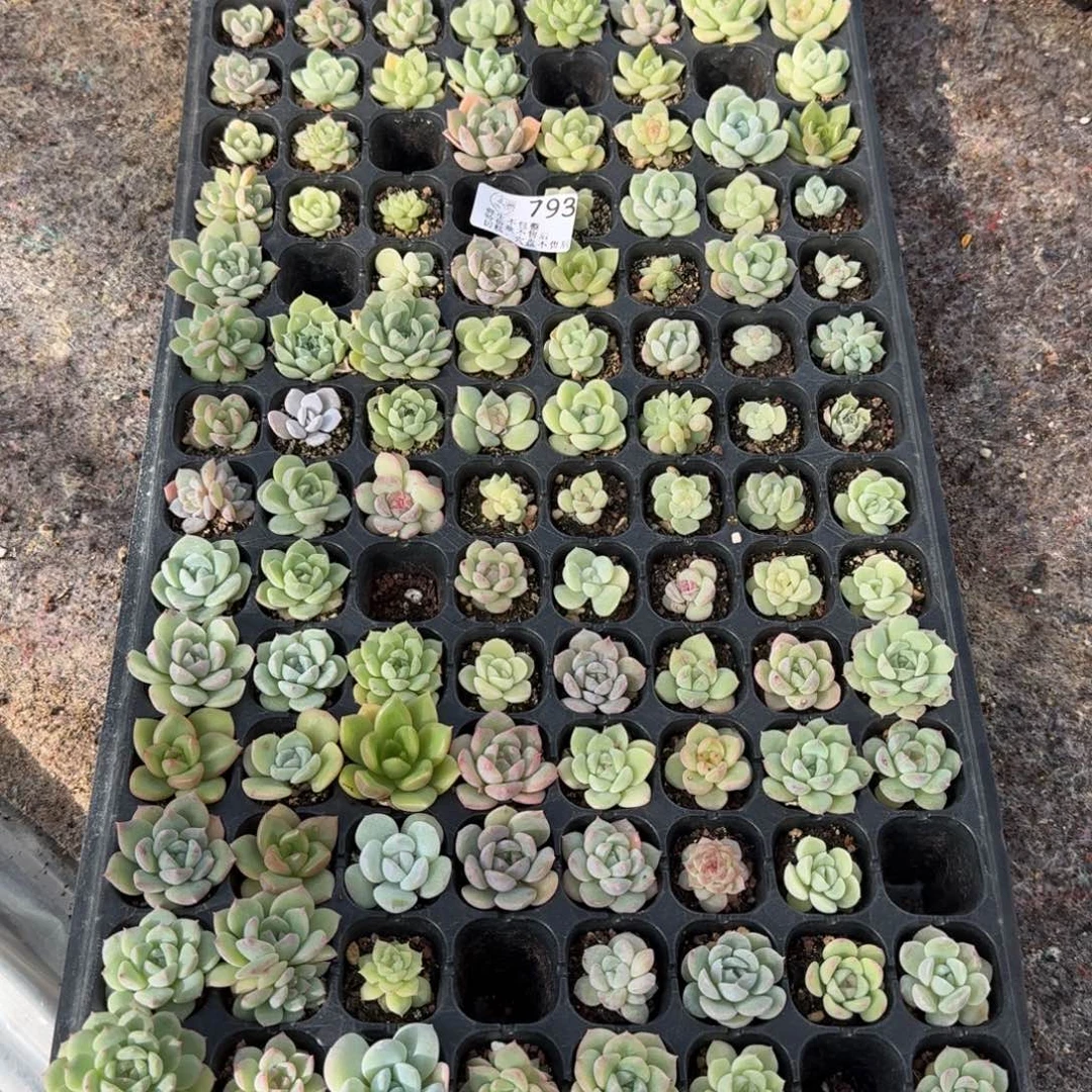 鲸***灿如图793播种冰母混穴盘不售后