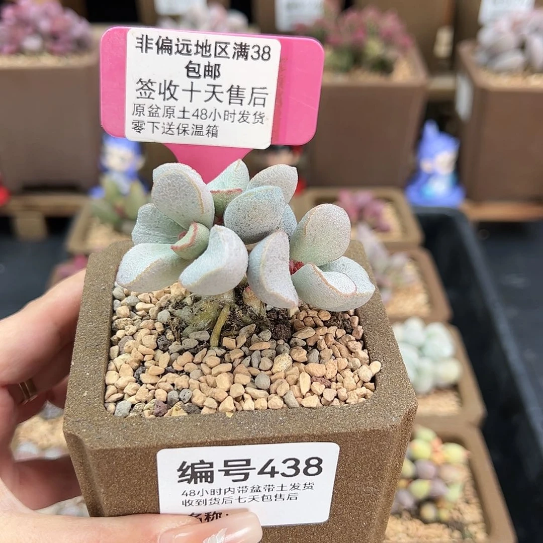 438白雪公主多肉植物